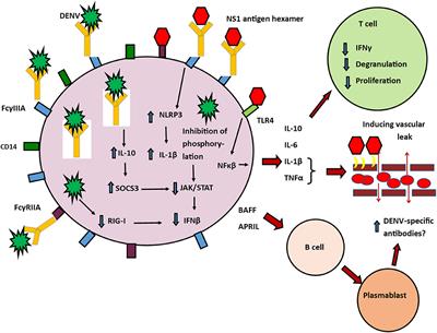 Dysfunctional Innate Immune Responses and Severe Dengue